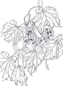 branch of grapes with fruits and leaves, graphic linear black and white drawing, botanical sketch