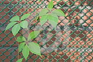 A branch of grapes with green leaves curls on an openwork metal mesh. Copy space