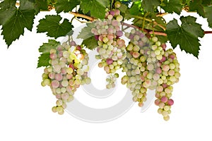Branch of grapes isolated, on white background