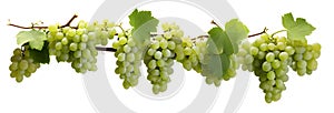 Branch of Grapes isolated on white background, summer fruits concept, realistic design illustration, generative ai
