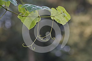 A branch of grapes with leaves and tendrils photographed against the sunlight.