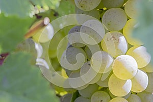 A branch of grapes on a Sunny day before harvest