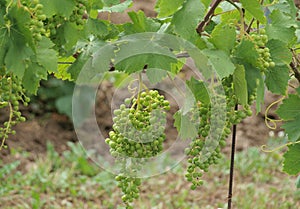 Branch with grapes vine