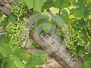 Branch with grapes vine