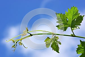 Branch of grapevine.