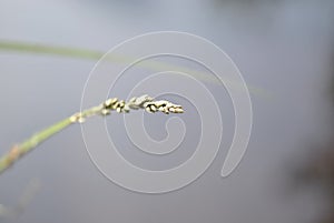 Branch of grass on the gray background of the river