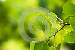 Branch of Green Aspen Leaves