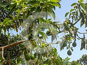 Branch with Green Avocado Pears