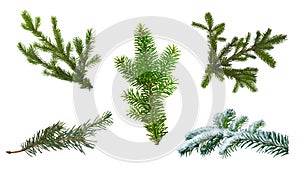 Branch of green Balsam Fir. on a white background