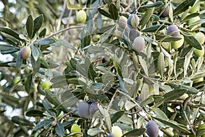 A branch with green and black olives