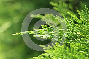 Branch of green cade on blurry background in sunny day photo