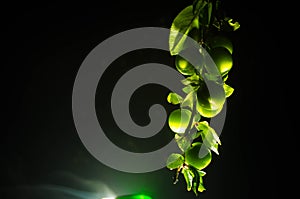 branch with green cherry plum (Alycha) close up on a dark background with smoke effect. Spring time