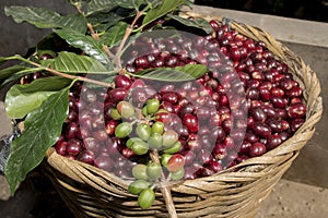 A branch with green coffee cherries over a willow that contains a bunch of mature coffee berries