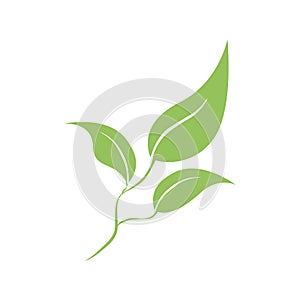 Branch of green coffee leaves isolated on white. Vector illustration. Decorative element. Icon, sign, symbol, emblem