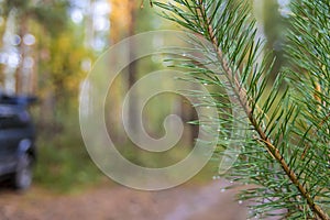 Branch green coniferous tree with raindrops on blurred background of autumn forest.