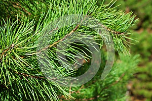 Branch of green fluffy pine