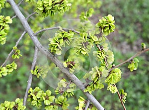 Branch with green fruits of an elm low Ulmus pumila L.