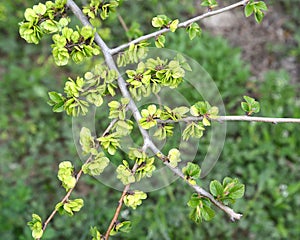 Branch with green fruits of an elm low Ulmus pumila L. against