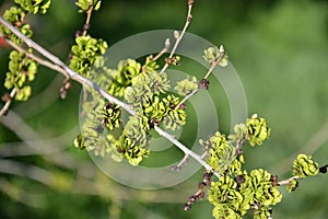 Branch with green fruits of an elm stocky Ulmus pumila L.