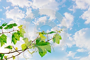 Branch with green grape leaves on background of the sky. Copy space