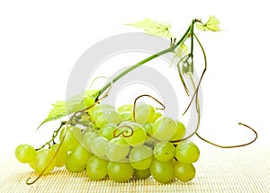 Branch of green grapes and grapevine