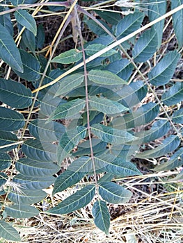 Branch with green lanceolate leaves