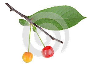 Branch with green leaf and cherrys