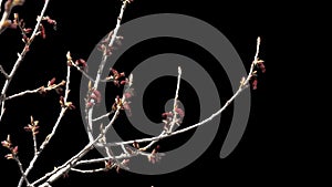 Branch with green leaves with alpha channel