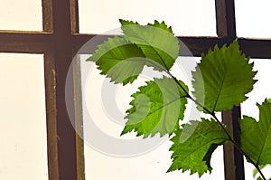Branch of green leaves on the background of a wooden window