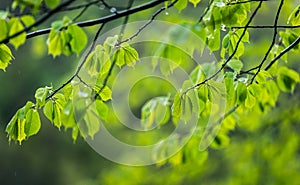 Branch with green leaves of a beech tree in the rain. nature background.