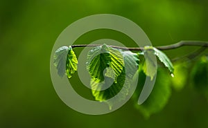Branch with green leaves of a beech tree in the rain. nature background.
