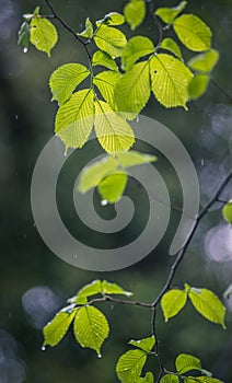 Branch with green leaves of a beech tree in the rain. nature background.