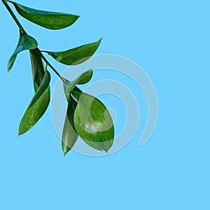Branch with green leaves on blue background