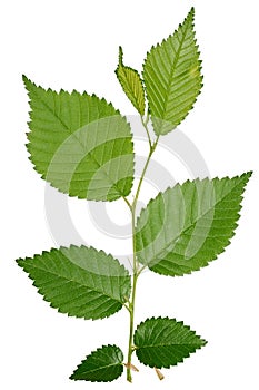 Branch with green leaves of Elm, or Ulmus, on isolated background