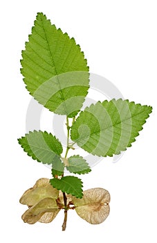 Branch with green leaves of Elm, or Ulmus, on isolated background