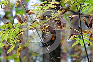 A branch with green leaves gradually turns yellow from the cold autumn season.