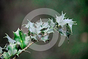 branch with green leaves hard and hard prickly on a bush