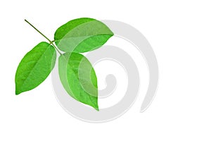 Branch of Green leaves isolated on a white background.