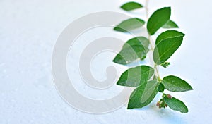 Branch with green leaves lying on the wet table. Photo conveys the freshness and purity of nature. Green, natural and organic back