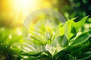 Branch with green leaves in sunlight, bokeh effect. Summer background.