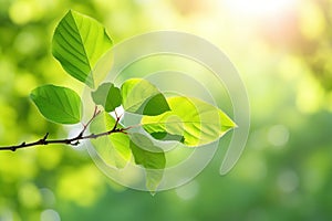 Branch with green leaves in sunlight, bokeh effect. Summer background.