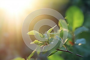 Branch with green leaves in sunlight, bokeh effect. Summer background.