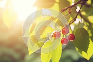 Branch with green leaves in sunlight, bokeh effect. Summer background.