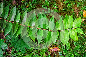 Branch with green leaves, symmetrically located on both sides