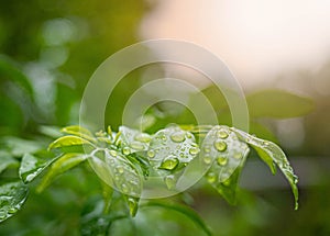 Branch of green leaves with water drops on nature background in garden