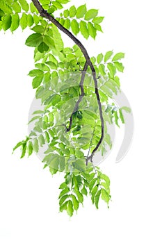 Branch of green leaves on white background.