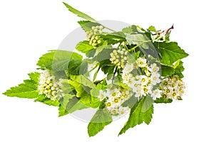 Branch with green leaves and white fluffy inflorescences.