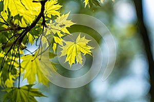 Branch of green maple leaves