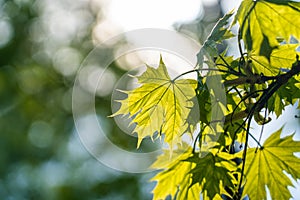 Branch of green maple leaves