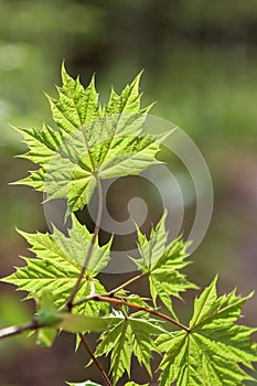 Branch with green maple leaves.